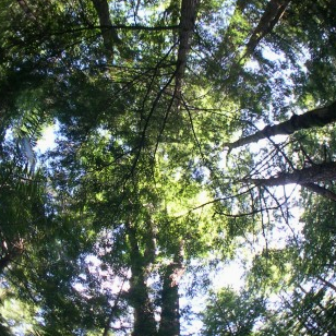 Sky and Leaf Filter