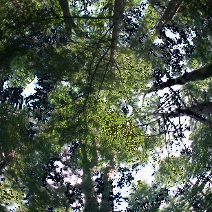 Sky and Leaf Filter